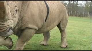 White Rhino Locomotion Study