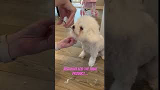 How to sheer a bichon frise