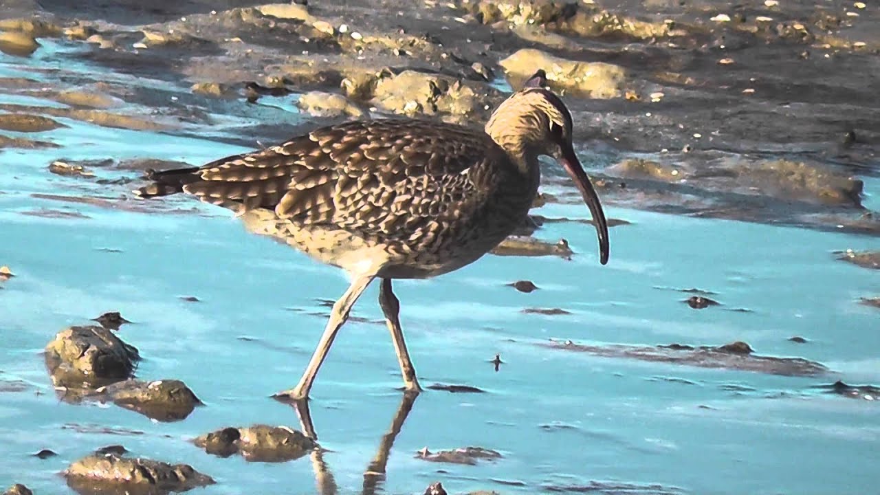 Whimbrel (Numenius phaeopus)