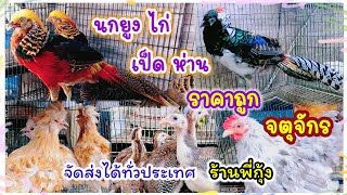 นกยูง ไก่ เป็ด ห่าน ราคาถูก จตุจักร ร้านพี่กุ้ง จัดส่งได้ทั่วประเทศ