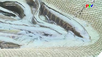 Kỹ thuật Nuôi cá chuối hoa trong ao - Làm giàu từ mô hình nuôi cá chuối hoa