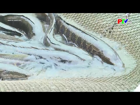 Video Kỹ thuật Nuôi cá chuối hoa trong ao - Làm giàu từ mô... - youtube