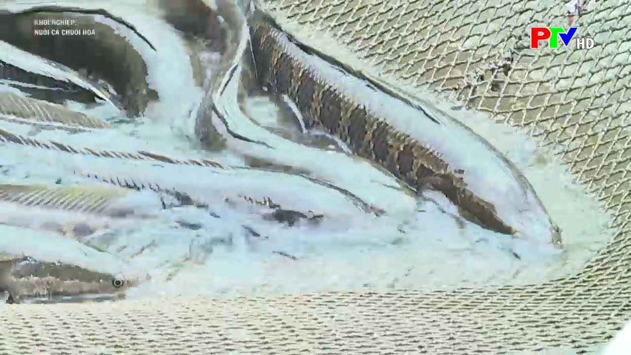 Kỹ thuật Nuôi cá chuối hoa trong ao - Làm giàu từ mô hình nuôi cá chuối hoa