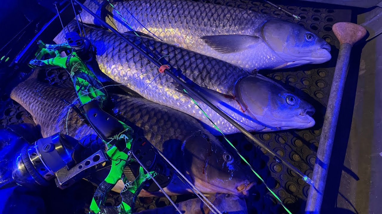Bowfishing Big Grass Carp Lake Austin