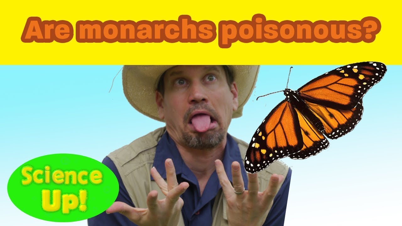 Are Monarch Caterpillars Poisonous To Dogs?