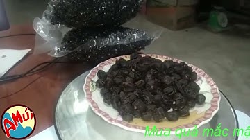 Mua quả mắc mật khô ở đâu thì tốt| Tác dụng quả mắc mật khô