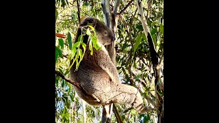 Mr. Koala Hanging Out With Us At Our BBQ