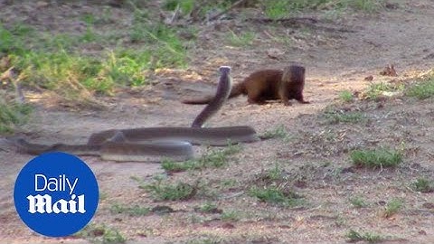 Brave dwarf mongoose takes on deadly snake at Kruger National Park - Daily Mail