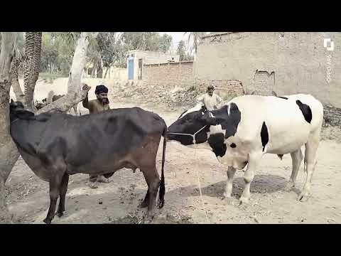 Ox And Cow Crossing ||Big bull Breeding small Cow||Complete Breeding  Process