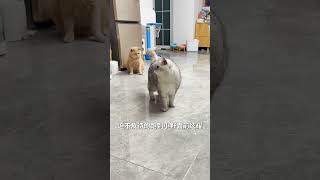 【#乔巴日记】麻绳专挑细处断#猫咪 #动物的迷惑行为 #萌宠