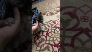 This Meow Healed Me 💕 #kittens #emotional #viral