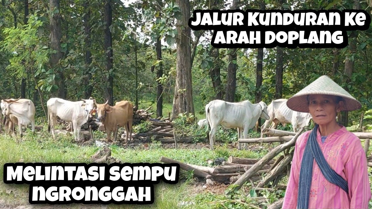 Jalur Kunduran Doplang Tembus Sragen - Ngawi Lewat Jalan Hutan Part 01