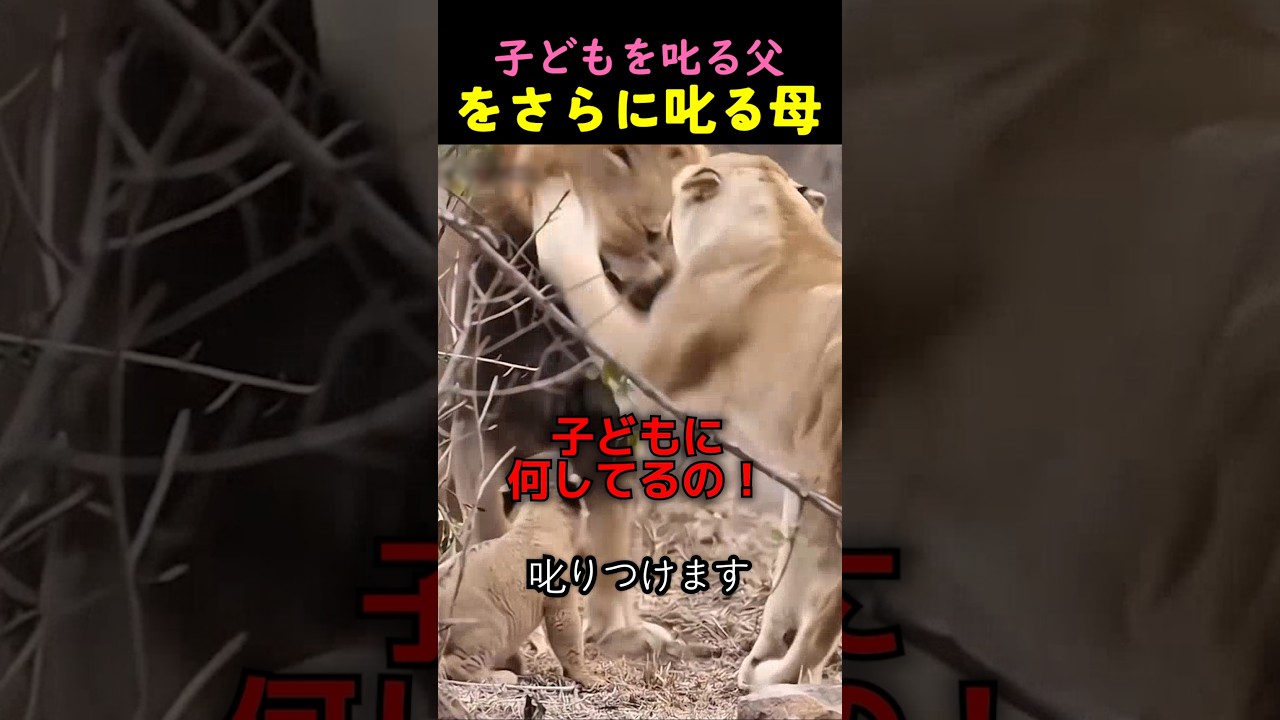 ママの後ろ盾を信じて、威張り散らす子ライオンｗｗ