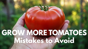 Mistakes You Must Never Make When Growing Tomatoes