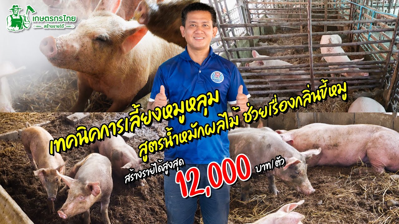 เทคนิคเลี้ยงหมูหลุม และน้ำหมักกำจัดกลิ่นสูตรเด็ด สร้างรายได้ 12,000 บาท/ตัว l ชมสวนเกษตรกรไทย Ep303