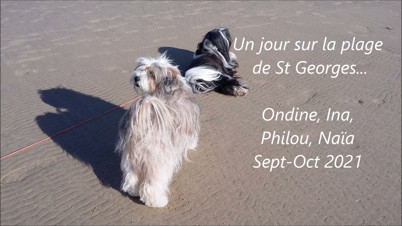 Ondine la coquine : Ondine, Terrier du Tibet, retrouve sa copine Ina sur la plage de Royan 10-2021
