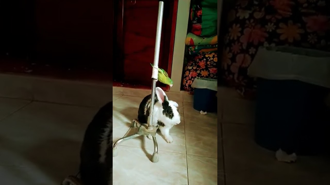 Los inseparables 😍😍😍