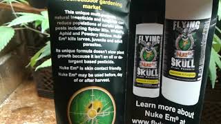 Loyal2dasoil #free sample shout out
