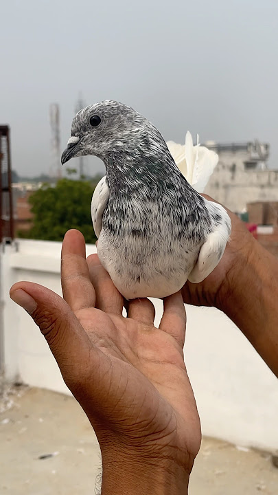 Jaunsira Mako, Shandar Nar #video#pigeon#viralvideo#kabutar@Fahadpigeon