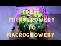 Catcannabis expands turning our microgrowery into a macrogrowery