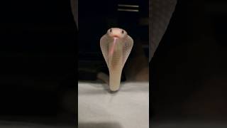 Rare White Cobra Attacks! #Cobra #Venomoussnakes #Reptiles #Animals #Shorts