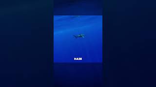 Dieser Schnorchler wurde vom Hai gebissen #wildnis #ozean #hai #shark #tiere