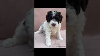 Lagotto Romagnolo Puppies Available for Adoption!