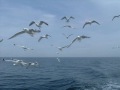 Miniature de la vidéo de la chanson The Birds Of Tilmun