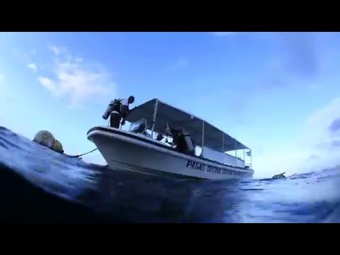パラオカープアイランドでダイビング三昧 16 Youtube