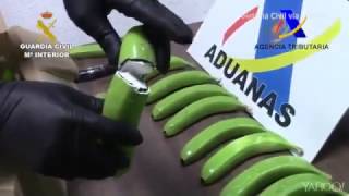 Shocking find: Authorities uncover 7kg of cocaine inside fake bananas.