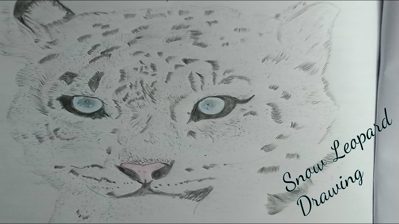 Snow leopard Speed Drawing | Timelapse