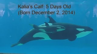 Kalia's Baby (5 Days Old) and Makani's Mirror