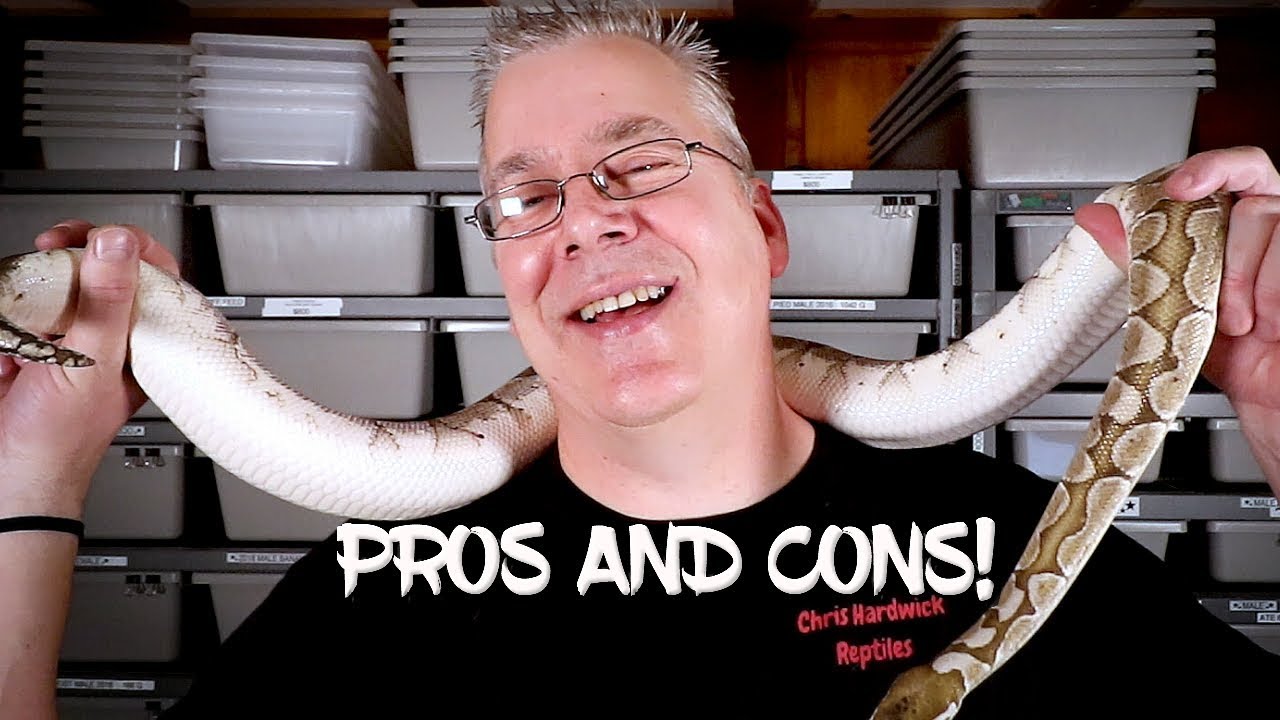 Pros and Cons of Keeping a Snake as a Pet! YouTube