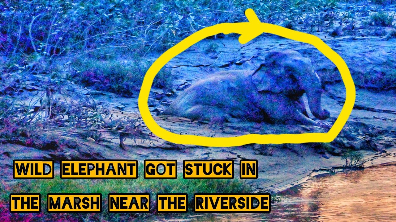 WILD ELEPHANT GOT STUCK IN THE MARSH NEAR THE RIVERSIDE