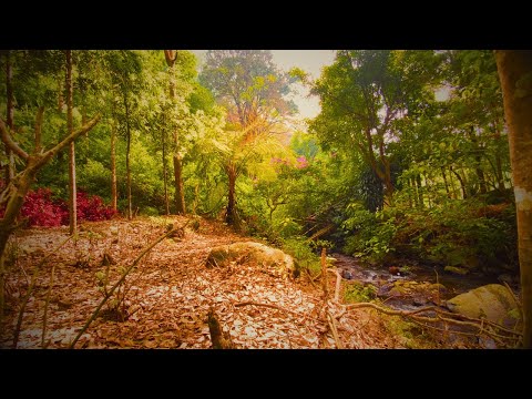 Tranquil River Flow