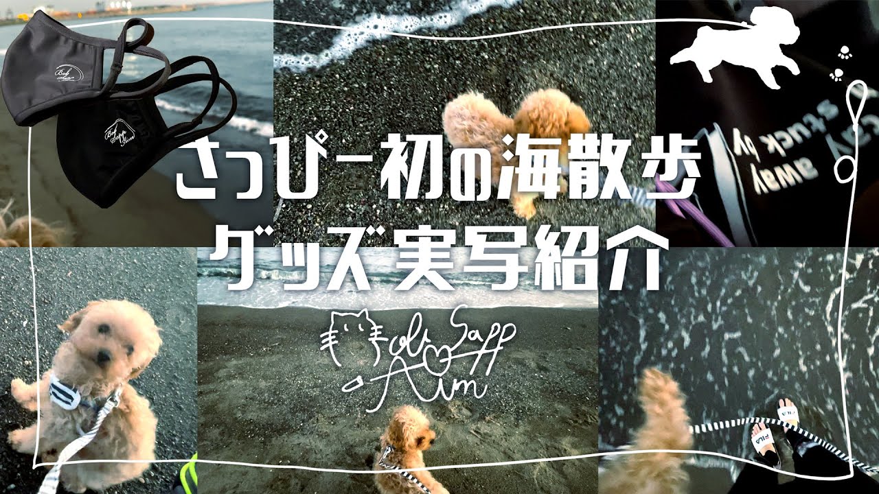 【実写】さっぴー初海の散歩＆グッズ販売しました！！