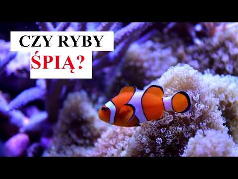 Video: Spia Ryby?