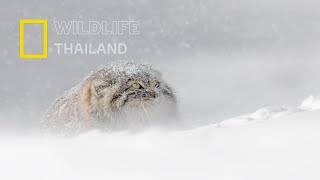 Pallas's cat - แมวพัลลัส แมวที่หาตัวยากและลึกลับมาก |สารคดีสัตว์ WILDLIFE