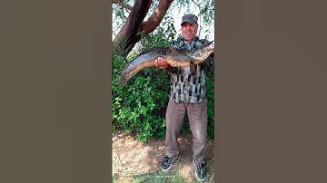 Amazing big black snake head fish hunting #shorts #snakehead #fishing #angler #hunting #yt