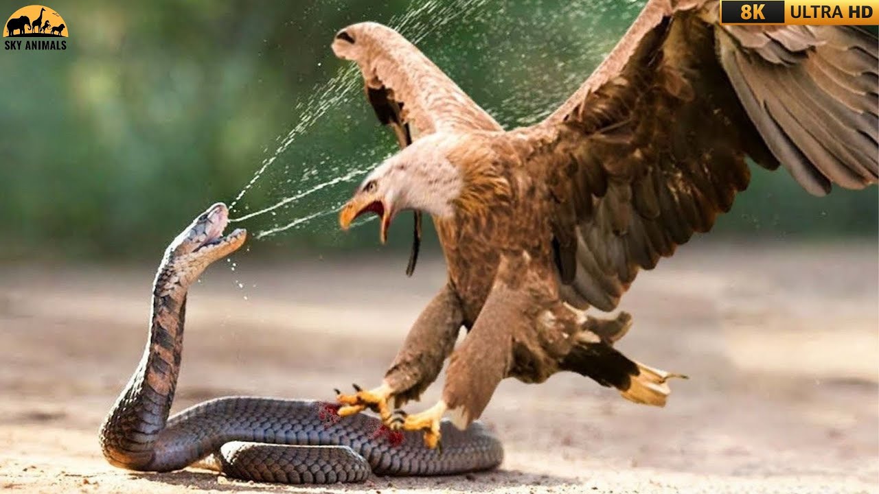 Aerial Predator vs Lethal Cobra – Who Rules the Wild?
