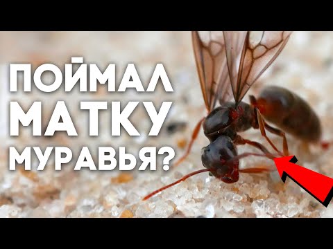 ЧТО ДЕЛАТЬ ЕСЛИ ПОЙМАЛ МАТКУ МУРАВЬЁВ? ПЕРВЫЕ ЧАСЫ ЖИЗНИ КОРОЛЕВЫ МУРАВЬЁВ У ВАС \\\\ Димон и пумба
