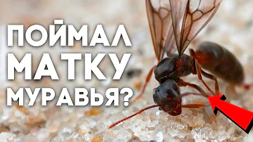 ЧТО ДЕЛАТЬ ЕСЛИ ПОЙМАЛ МАТКУ МУРАВЬЁВ? ПЕРВЫЕ ЧАСЫ ЖИЗНИ КОРОЛЕВЫ МУРАВЬЁВ У ВАС \ Димон и пумба
