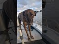 Before vs. After. Classic life of a boat dog