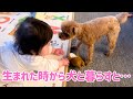 赤ちゃんに自分のおもちゃを持ってきてあげるトイプードル