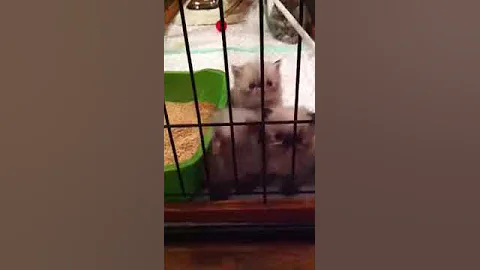 First Karr Cat Kittens