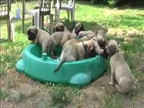 funny-mastiff-puppies---7-weeks-old