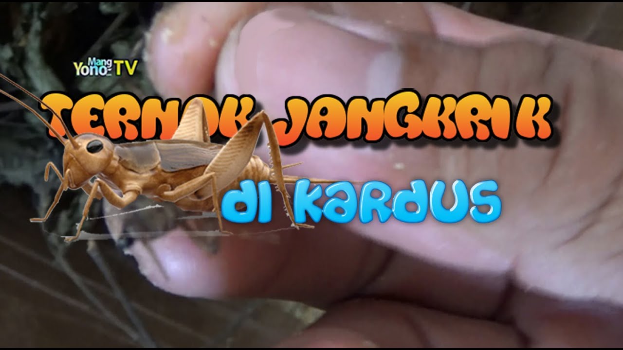 Umur 20 Hari Ternak Jangkrik Dalam Kardus 