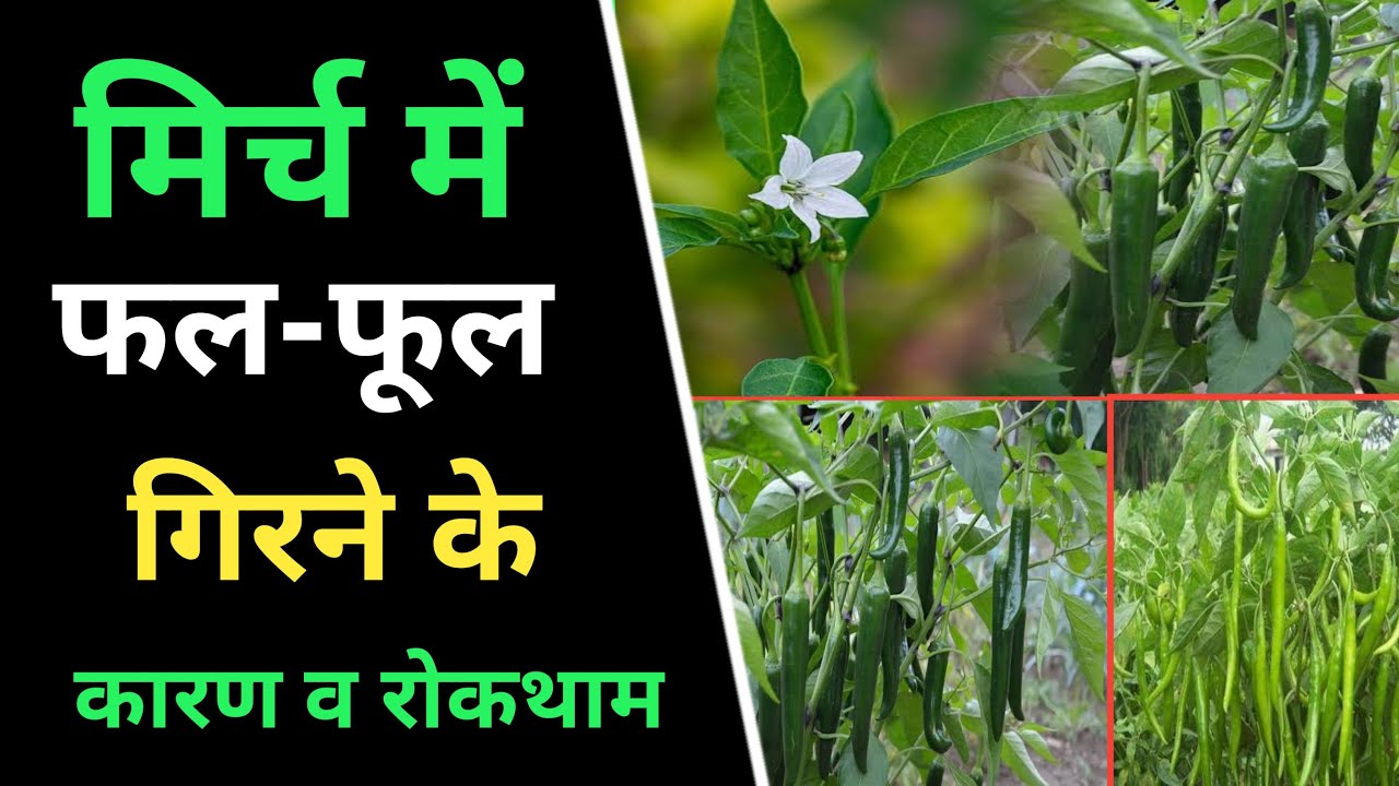 मिर्च में फलफूल झरने के कारण Chilli Flowers Dropping Off YouTube