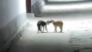 Funny cats | Funny dogs |The most interesting pets video | 2023 #5