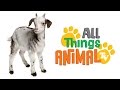 * GOAT * | Animals For Kids | All Things Animal TV
